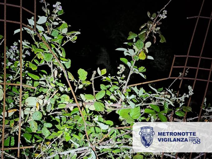 BITONTO (BARI) - Vigilanza attenta e reazione rapida guardia Metronotte sventa il furto